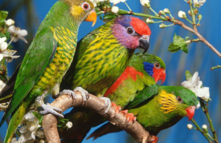 "养的鹦鹉突然死了是什么原因