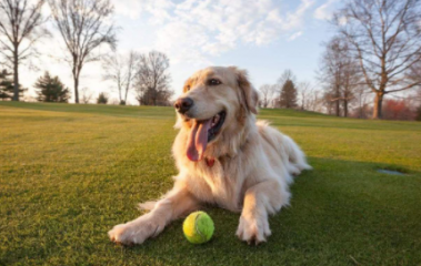 养狗知识：狗吐血是什么病