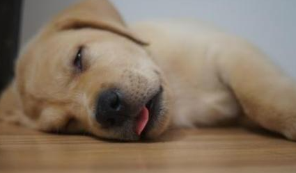 "狗吐血是什么病怎么治