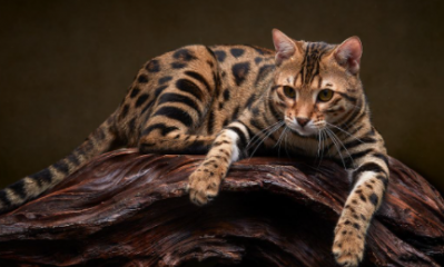 豹猫不吃猫粮只吃肉怎么办