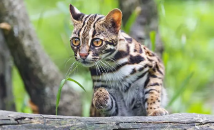 豹猫,猫粮,养猫知识