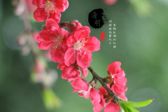 为什么清明节的孩子不能出门?