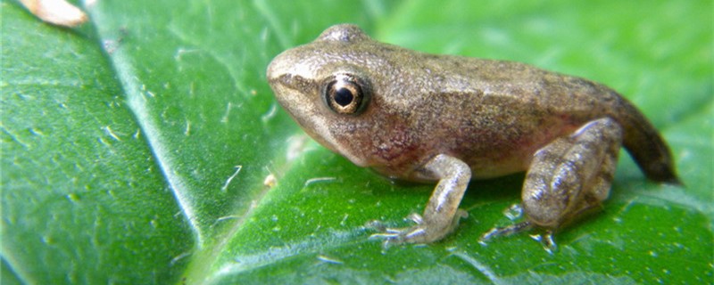 青蛙,鱼缸养鱼,养蛙知识