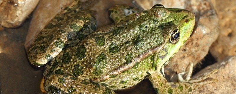 青蛙会呱呱叫吗，为什么？