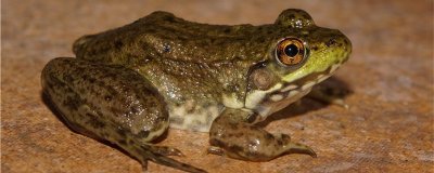 青蛙用什么呼吸？他们能用皮肤呼吸吗？