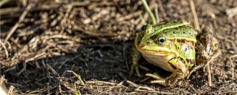养蛙知识,两栖动物,青蛙养殖