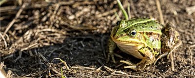 青蛙养殖需要注意哪些？