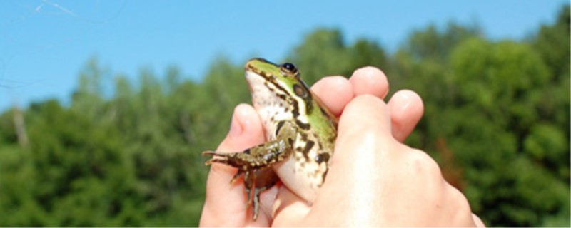 鱼缸养青蛙多久喂一次