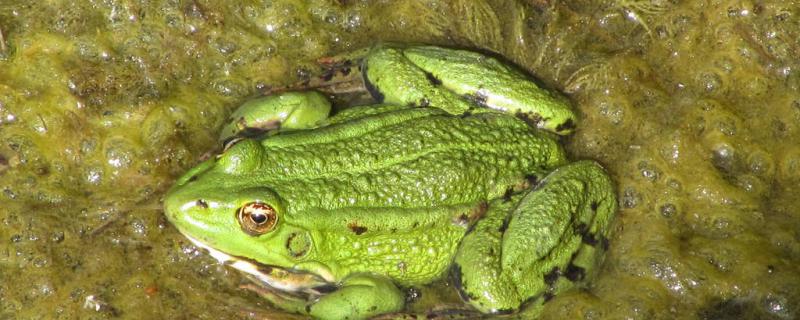 宠物蛙,养蛙知识,青蛙吃什么