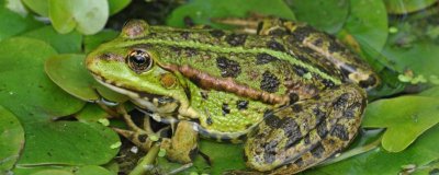 青蛙养殖如何繁殖，繁殖后如何孵化