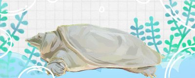 钓甲鱼用什么鱼竿钓钩最好