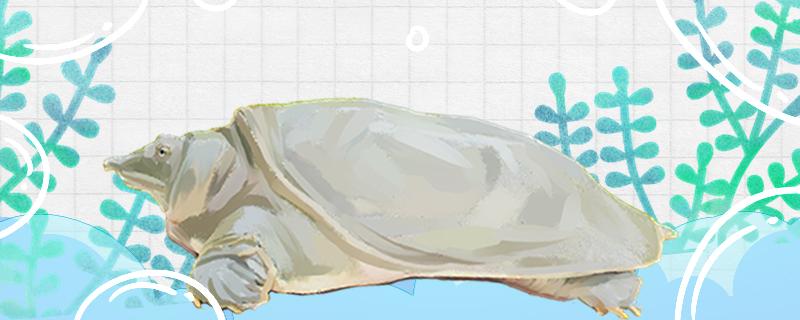 用什么钓甲鱼最快最好，用什么钩钓甲鱼