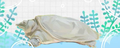 钓甲鱼怎么钓最快最好