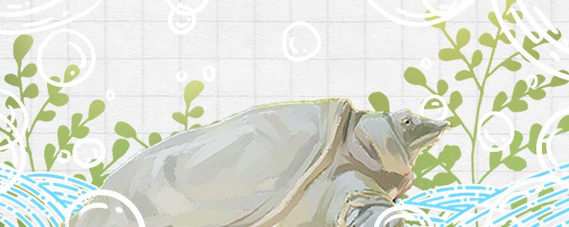 养甲鱼,甲鱼能在水里呼吸吗