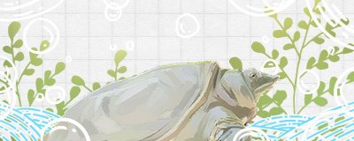 养甲鱼水位多少合适