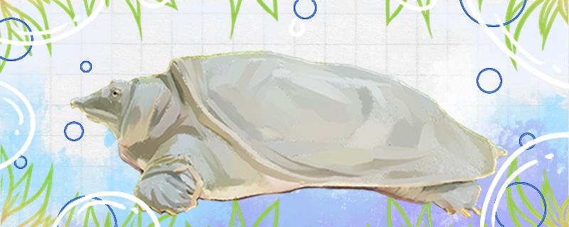 养甲鱼,甲鱼在水里能憋多久才会死