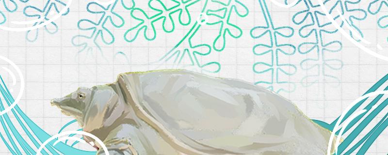 养甲鱼,甲鱼是鱼类动物吗