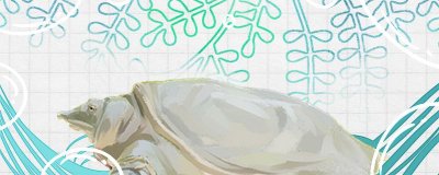 甲鱼也是鱼类吗，养殖方法介绍