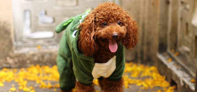 一只五岁的泰迪相当于人的多少岁