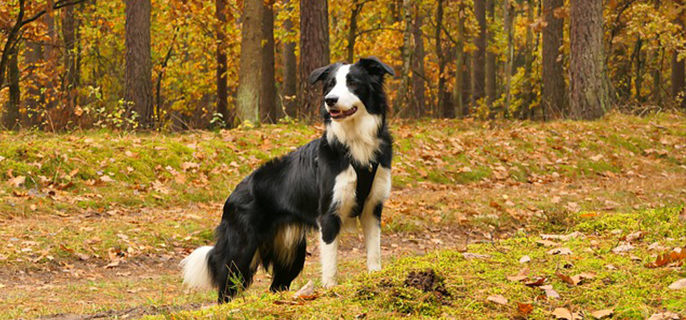 想购买一只边境牧羊犬，品相有什么讲究