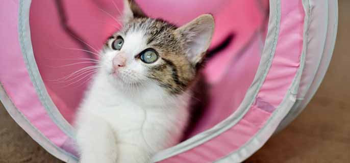 2岁的猫咪相当于人的几岁