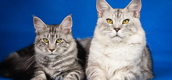 缅因猫怎么分辨是不是串