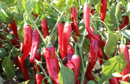 辣椒如何养成老桩，有哪些是要注意的