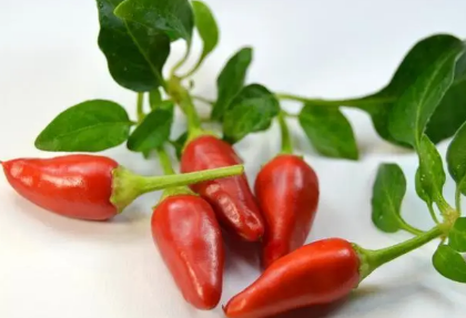 辣椒如何养成老桩