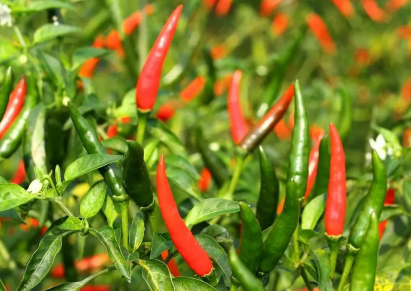 养辣椒老桩哪些是要注意的