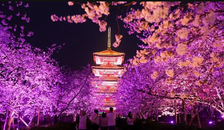 东湖夜樱的开放时间是几点？