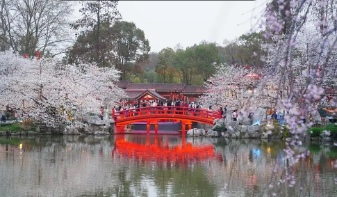 东湖哪里可以买票，夜樱？