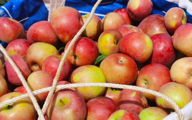 为什么丑苹果好吃？丑苹果产地介绍