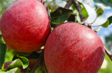 四川大凉山丑苹果上市时间