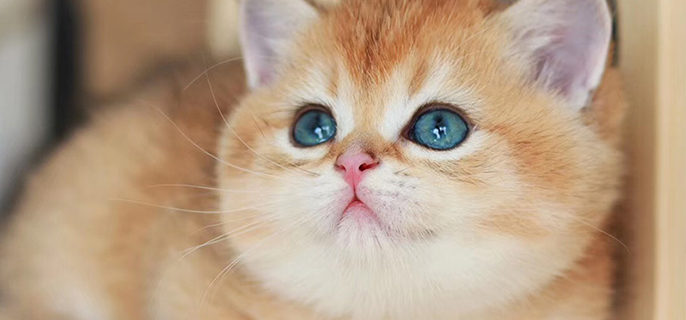 金渐层母猫会不会发腮