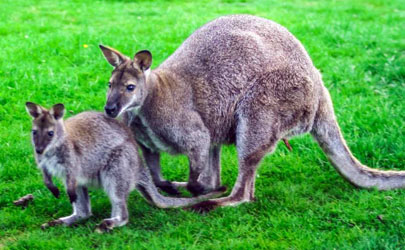 短视频app中出现的乌拉圭人袋鼠什么梗