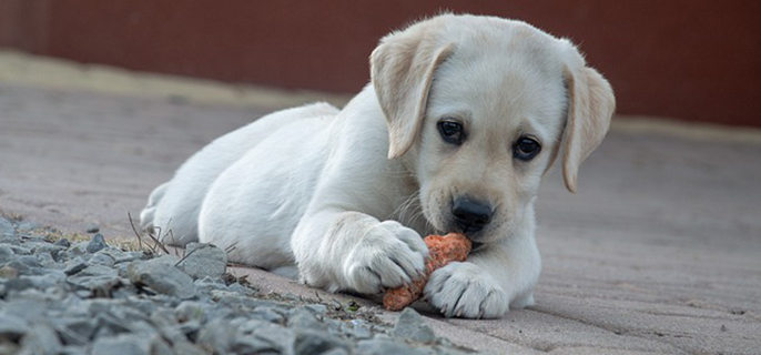 一只成年的拉布拉多智商相当于人的几岁