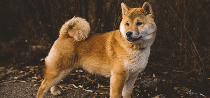 柴犬一般可以活多少年