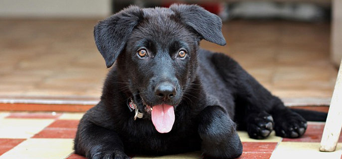 一只三岁的狗狗相当于人类多大