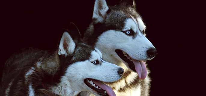 哈士奇的眼睛是什么颜色？