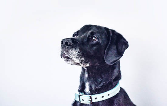 狗会因为悲伤而哭泣吗？