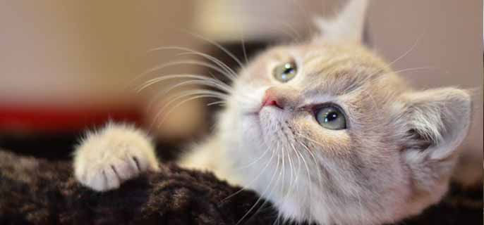 猫看到的世界是什么颜色的