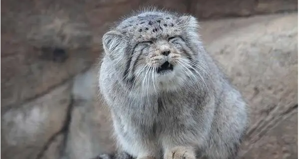 家里可以养兔狲吗