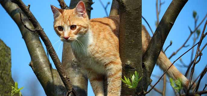 中国什么时候有猫，来自哪里？