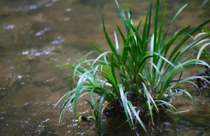 端午节,粽子,传统节日
