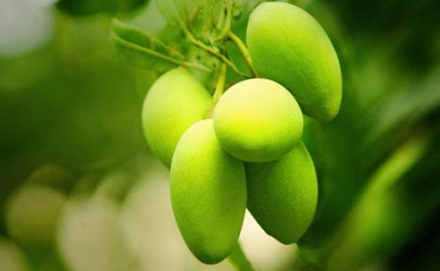 如何判断青芒当然可以吃了