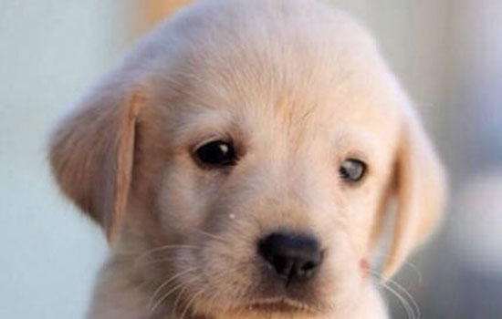 拉布拉多犬几个月大算成年