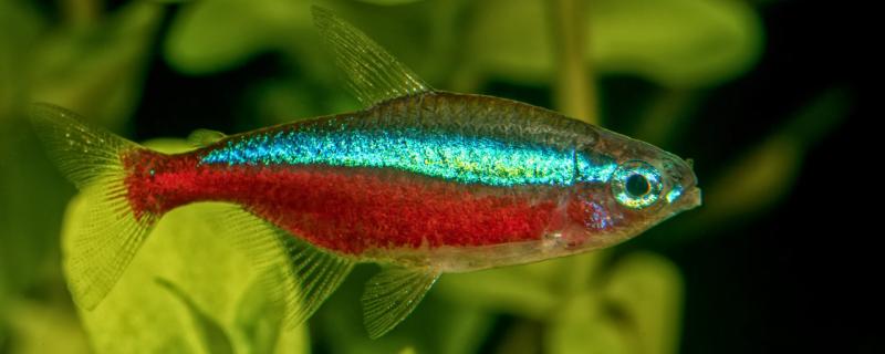 宝莲灯鱼怎么养合适