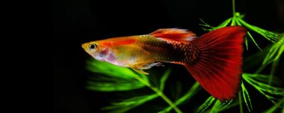 孔雀鱼冬天需要放加热棒吗