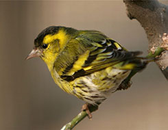 绿颊锥尾鹦鹉主要分布在哪里