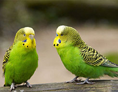 百灵鸟的饲养管理和生活习性